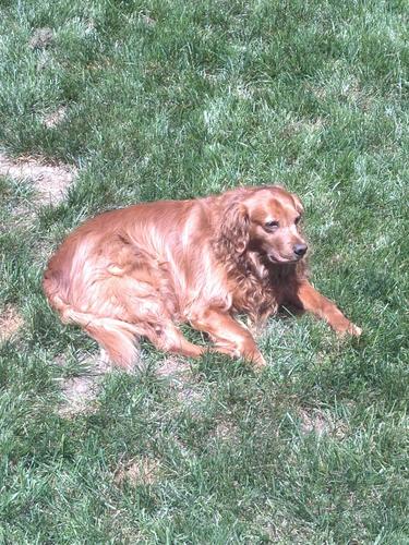 VedderTheDog's profile picture. My name is Vedder, I'm a dog and I rock.