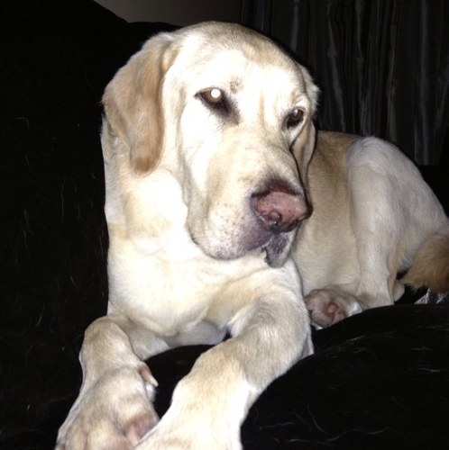 AlteryxTiffanyK's profile picture. 