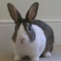 rab livingstone (@rablivingstone) 's Twitter Profile