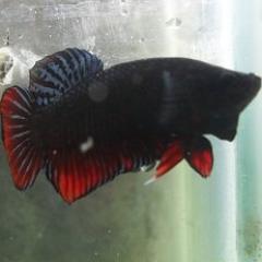 Wat yang pen nyari ikan cupang aduan .. bisa kontak di 0217158677 ato SMS di 08561246777..