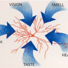 Crossmodal Research Lab, led by Prof. Spence. We study the senses, how they integrate and interact to generate our perceptions. @OxExpPsy, University of Oxford.