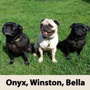 The musings of Winston, Onyx, and Bella; three amazing pugs from Cape Cod.