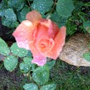 Carol Bloom - @bloom_ya - Twitter