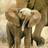 Elephlumph's profile image