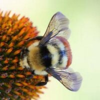 USU Insect Tours (@usu_insecttours) 's Twitter Profile Photo USU Insect Tours (@usu_insecttours) 's Twitter Profile Photo
