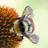 USU_InsectTours's profile image