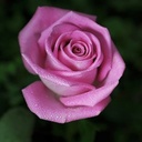 sandra leclerc - @ilovemyroses - Twitter