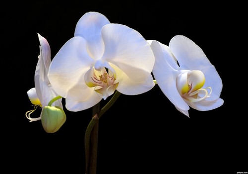 HWD WHITE ORCHID - Medical Cannabis Co-Op - COMING SOON Helping HAYWARD Heal.