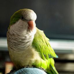 HomeRenovationB's profile picture. Looking for state of the art renovation & decoration tips? Home Renovation Blog is the right place to land.