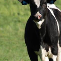 GUTIESNAOLA1's profile picture. Lecheria - Forrajes conservados - Produccion Animal

https://t.co/XBny8GQC97
https://t.co/O1WW7ukBab…
https://t.co/U1ktHGy01W
https://t.co/dcjxO48YVP