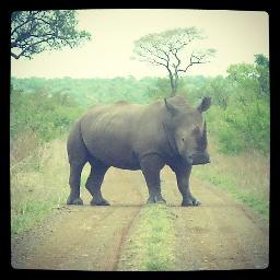 ExploreKNP's profile picture. All things #KrugerNationalPark: Facts, History, Stories, Wildlife, Camps, Roads, Weather & More! Follow the adventure!