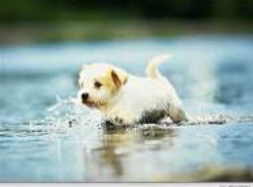 East Coast Adoption Agency saves countless animals from high kill shelters every year. In 2013, we have saved over 2,000 dogs and puppies to date.