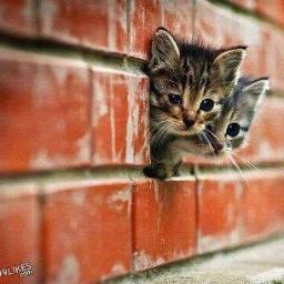 i love to live, n make friends
i just want to enjoy every moment of my life,, and m here to share them wit u all .....