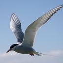 Cat Harrington - @cat7022 - Twitter