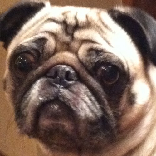 KarlAndrewBier's profile picture. pizza enthusiast