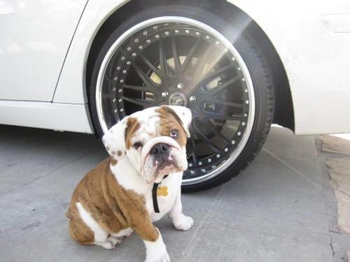 BubbaF3's profile picture. Eat. Sleep. Sex. Ruff!