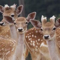 Doeville (@doevillemovie) 's Twitter Profile