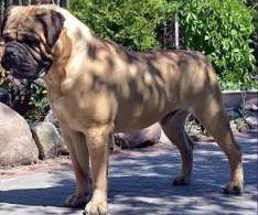 Nous sommes une famille qui élèvons des bullmastiffs pure race .