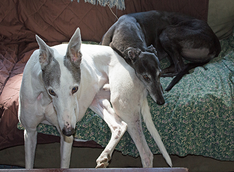 The Incredible Amazing Adventures of a Girl and Her Two Greyhounds Living in a Small Town in the Boon-Docks of Maine.