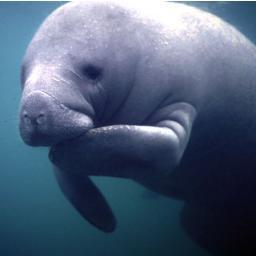 FloridaManatees's profile picture. Please help save this endangered species!! #SML