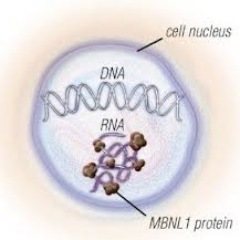 DM1research Profile Picture