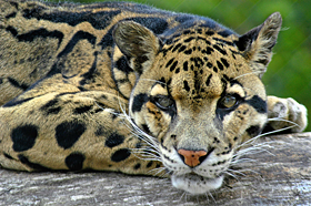 cloudedleopard6's profile picture. Moving due to deforestation :(  I love to prance. 3