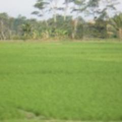 JADILAH DIRIMU SENDIRI