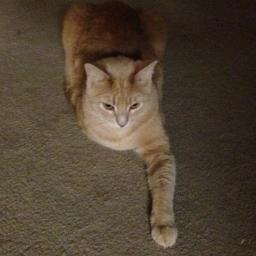 MadMartinSeptim's profile picture. 