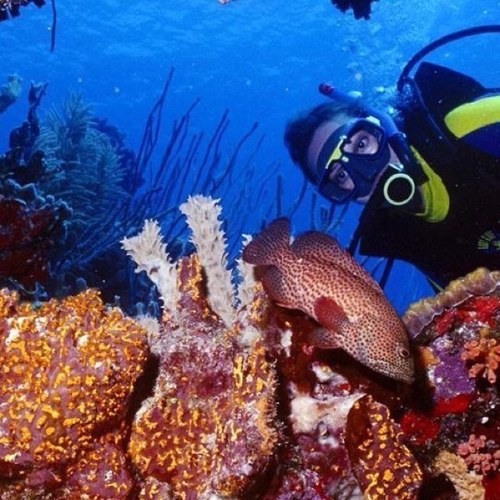 So_Cal_Diver's profile picture. 