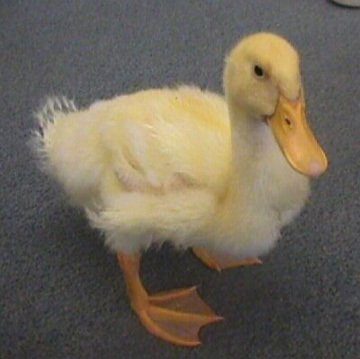 Iloveducksdaily's profile picture. 