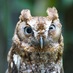 🦉 (@facepalmchris) Twitter profile photo 🦉 (@facepalmchris) Twitter profile photo