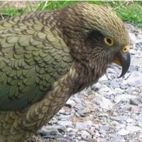 Selwyn District Cncl (@futureforselwyn) 's Twitter Profile