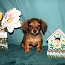 Michelle DeHaven - @Shellbellarina - Twitter