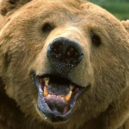 Jer_Bear18's profile picture. I'm a real-life bear!