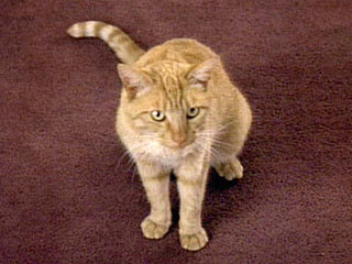 Datas_Cat's profile picture. I enjoy fluctuating cosmetically and escaping my person's quarters when able. I dislike all, save for my caretaker and that strange man with the stutter.