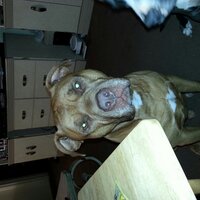 Boss Hogg (@_bosshogg) 's Twitter Profile