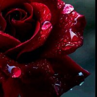 MASHAEL Al Alshaikh✨ (@meshooo88) 's Twitter Profile