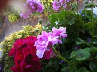 catichechef's profile picture. 