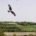 bucks bird club (@bucksbirdclub) Twitter profile photo bucks bird club (@bucksbirdclub) Twitter profile photo