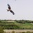 bucksbirdclub