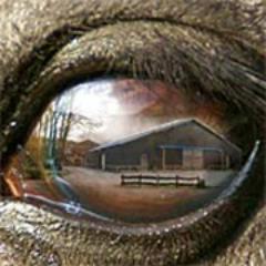 BathmentePaard's profile picture. Voor de paardensport halen we het best mogelijke uit onszelf en onze vrijwilligers om evenementen tot een succes te maken.
http://t.co/CaPZTlF3Gh