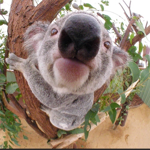 JorgeSchranzy's profile picture. Schranzy 4 life !!!