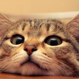 rexwenceslao's profile picture. Lurker keyboard warrior