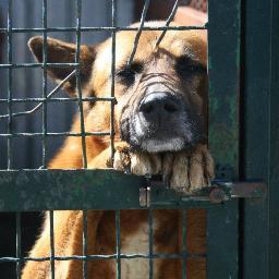 Voci nell'ombra è un gruppo di 8 volontari accomunati dall'amore per i cani! 

Vieni a trovarci!

http://t.co/Y2Q59rBgra

https://t.co/7TwRkbY67Z