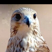 ابـــو راشــــد (@aborashed112233) 's Twitter Profile
