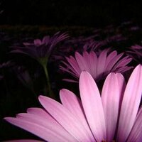 Tanya Wheeler (@tanyawheel3r) 's Twitter Profile