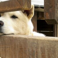 봄날에사폭 (@haha486k) 's Twitter Profile