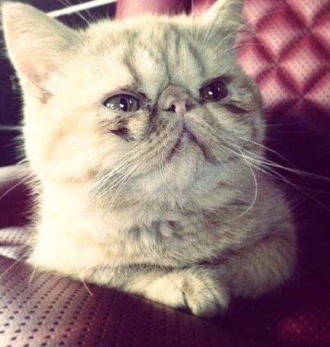 i am a sexy cat.