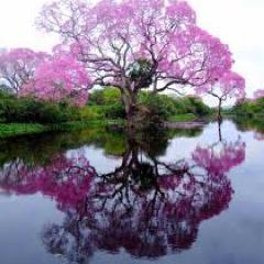 Thomps0nAlicia's profile picture. Whether you believe you can do a thing or not, you are right - Henry Ford.