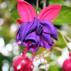 sh1rleysm1th's profile picture. When we are no longer able to change a situation, we are challenged to change ourselves – Viktor Frankl.